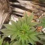 Tropicana Cookies Purple Auto