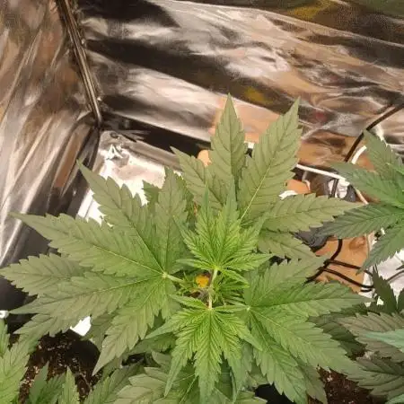 Tropicana Cookies Purple Auto