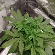 Apple Fritter Auto DWC Indoor