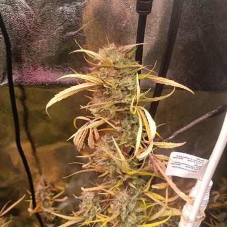 Lemon Zkittlez Auto