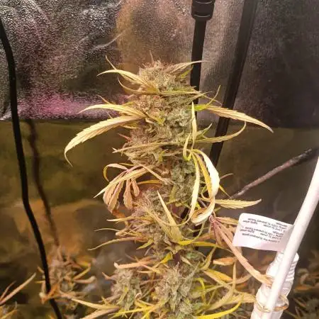Lemon Zkittlez Auto