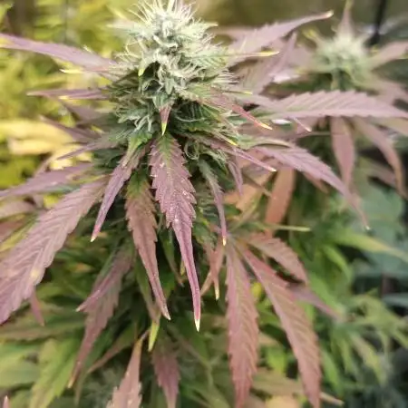 Skywalker Haze Auto