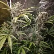 Cherry 7Up Auto DWC Indoor