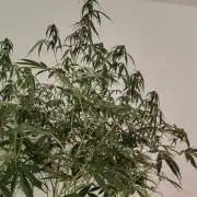 Kush Auto DWC Indoor