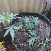 Northern Lights Outdoor