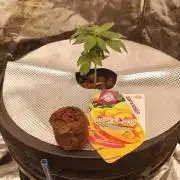 Mango Kush Auto - Zamnesia