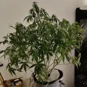 Kush Auto DWC Indoor