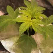 Apple Fritter Auto DWC Indoor