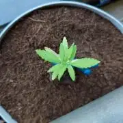 Blue Dream Outdoor