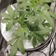 Cherry 7Up Auto DWC Indoor