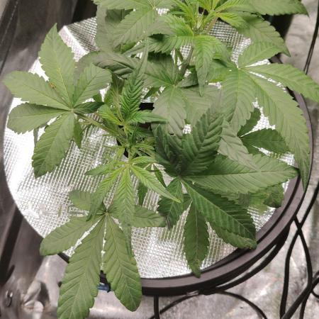 Cherry 7Up Auto DWC Indoor
