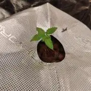 Mango Kush Auto - Zamnesia