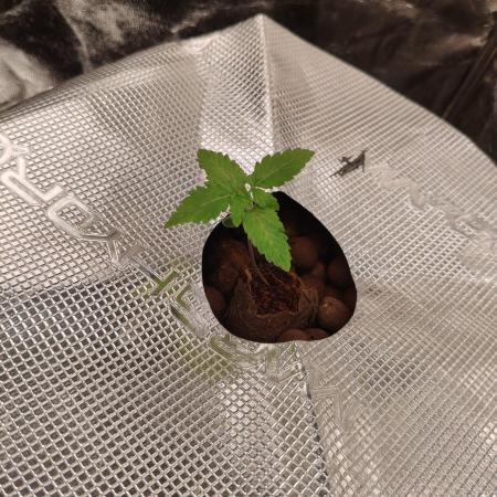 Mango Kush Auto - Zamnesia