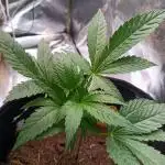 Rucu Cucu OG Auto