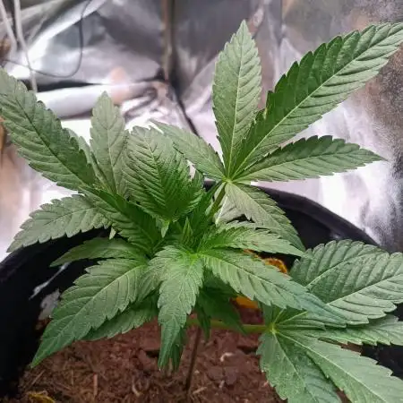 Rucu Cucu OG Auto