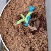 Blue Dream Outdoor