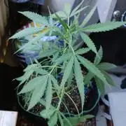 Northern Lights Outdoor