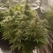 Blue Sunset Sherbert