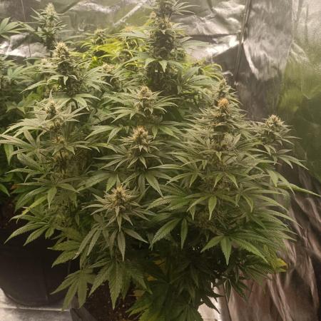 Blue Sunset Sherbert