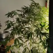 Strawberry Haze Auto DWC Indoor