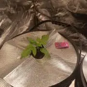 Apple Fritter Auto DWC Indoor