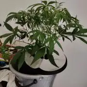 Cherry 7Up Auto DWC Indoor