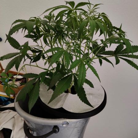 Cherry 7Up Auto DWC Indoor