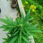Jet Fuel Mandarine XL Auto