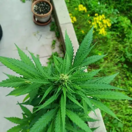 Jet Fuel Mandarine XL Auto