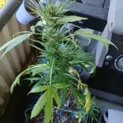 Northern Lights Outdoor