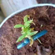 Bubblegum Auto Outdoor - REKT