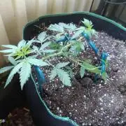 Northern Lights Outdoor