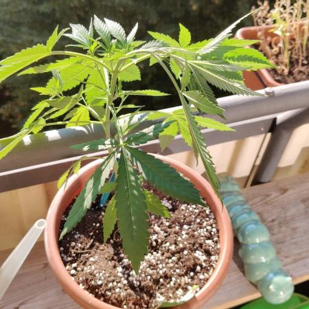 Swiss Skunk Auto Outdoor