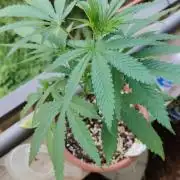 Swiss Skunk Auto Outdoor