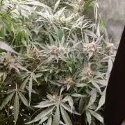 Apple Fritter Auto DWC Indoor