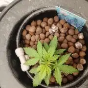 Blue Lobster Auto - Zamnesia
