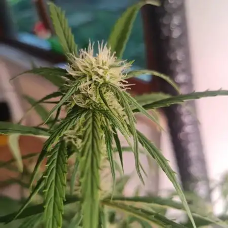 Lemon Zkittlez Auto