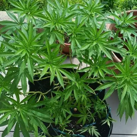 Apricot Oreoz Outdoor