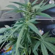 Northern Lights Outdoor