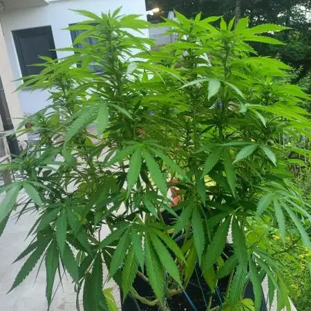 Apricot Oreoz Outdoor