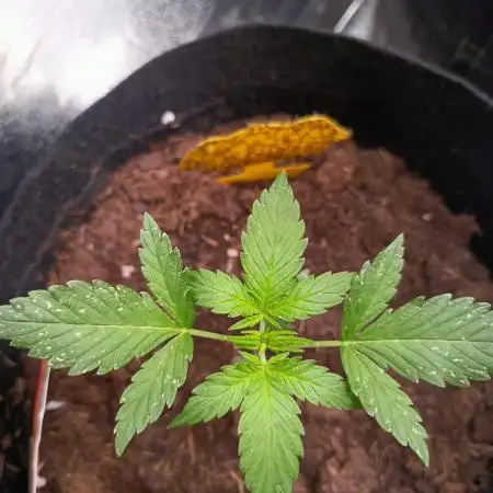 Jet Fuel Mandarine XL Auto