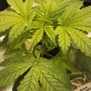 Strawberry Haze Auto DWC Indoor