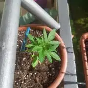 Swiss Skunk Auto Outdoor