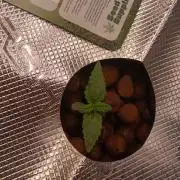 Strawberry Haze Auto DWC Indoor
