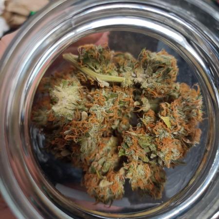 Double XL Forbidden Runtz Auto