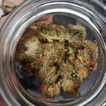 Double XL Forbidden Runtz Auto