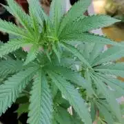 Swiss Skunk Auto Outdoor
