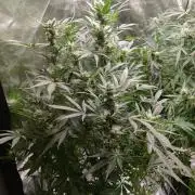 Apple Fritter Auto DWC Indoor