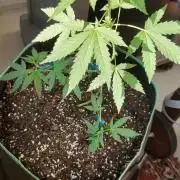 Northern Lights Outdoor