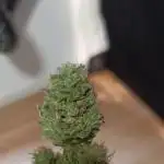 Apricot Oreoz Outdoor